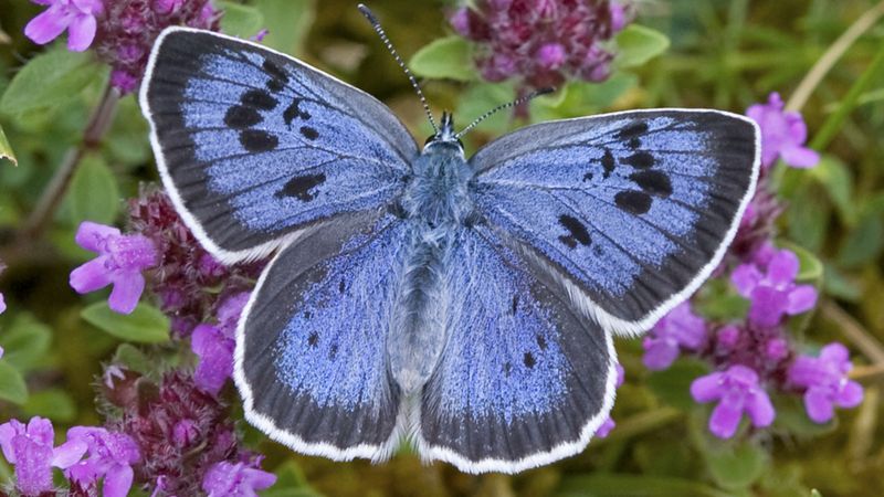 پروانه آبی از انقراض نجات یافت