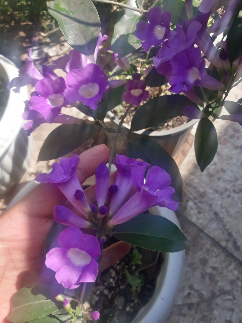 نهالستان ردبازار : گل زیبای مانسوا