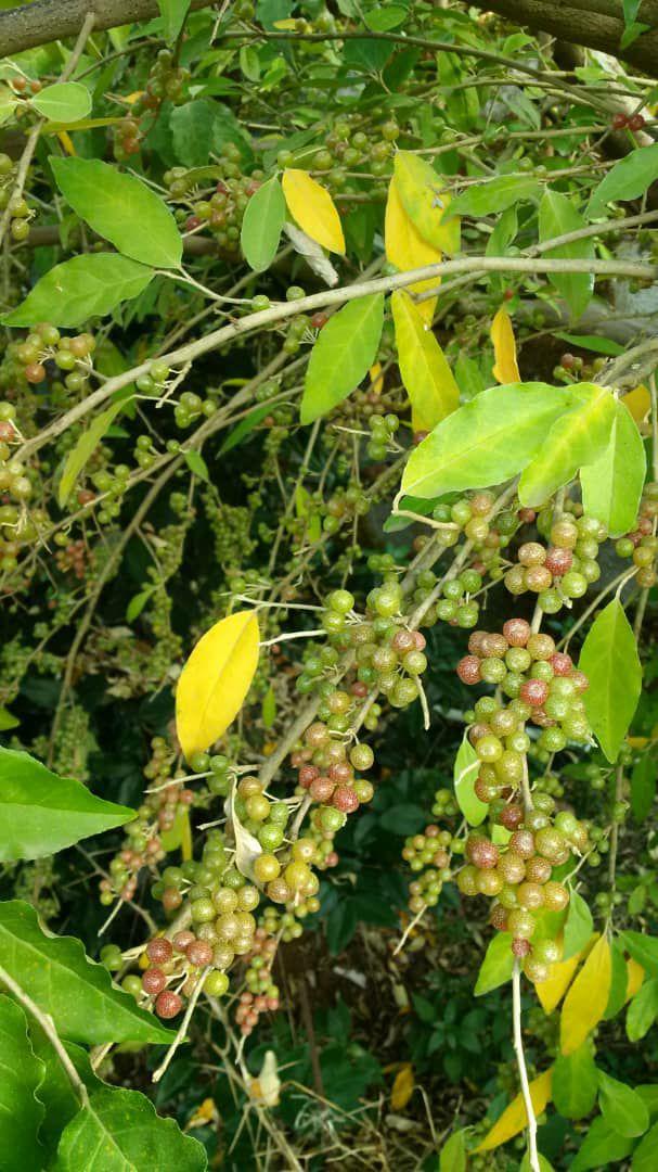 نهالستان ردبازار: میوه دادن انگور فرنگی