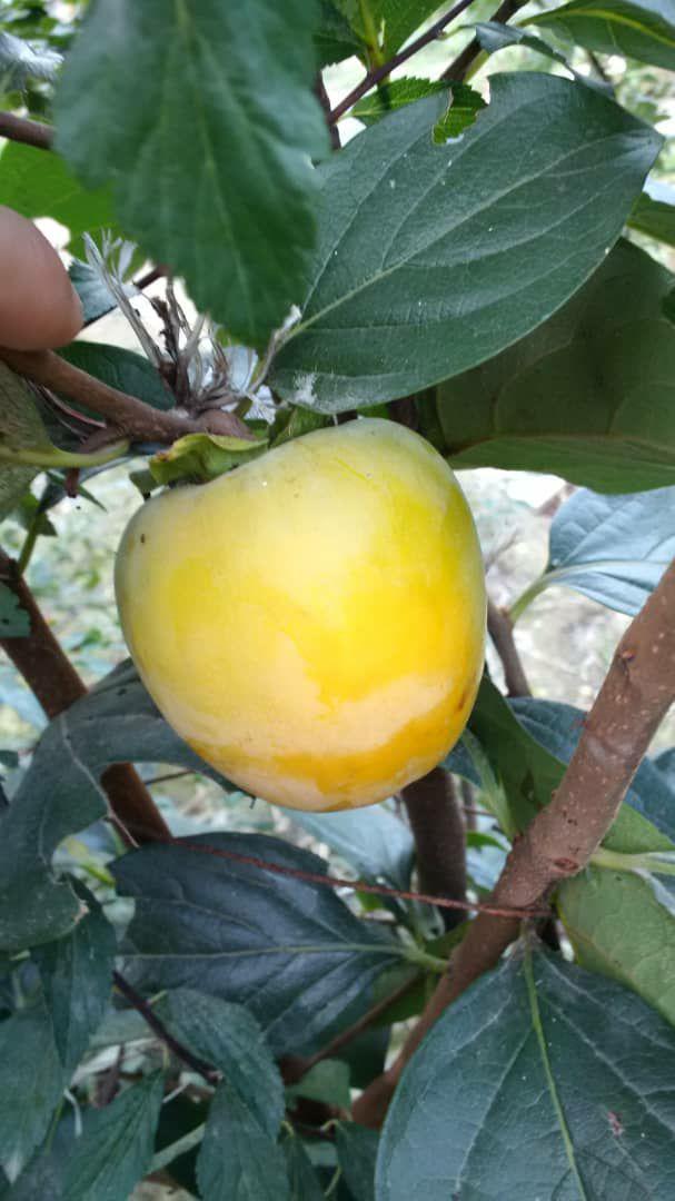 نهالستان ردبازار:میوه دادن خرمالو چینی