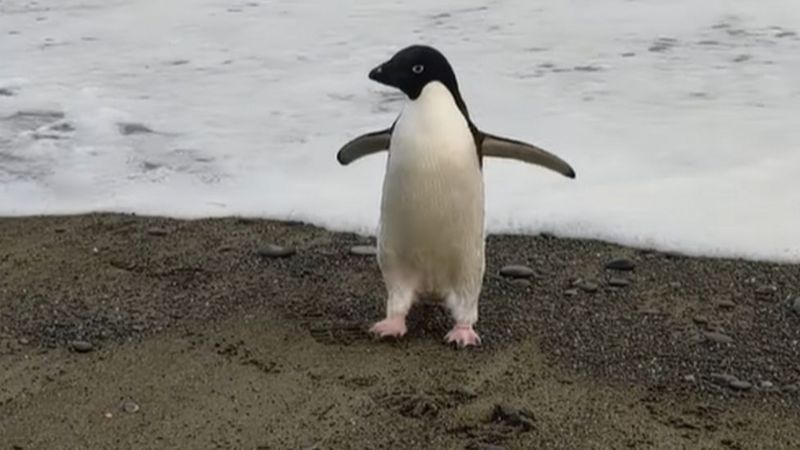 سفر ۳۰۰۰ کیلومتری پنگوئن نایاب