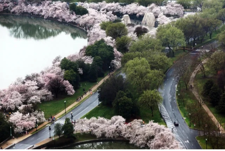 واشنگتن دی سی غرق در گل های گیلاس ژاپنی