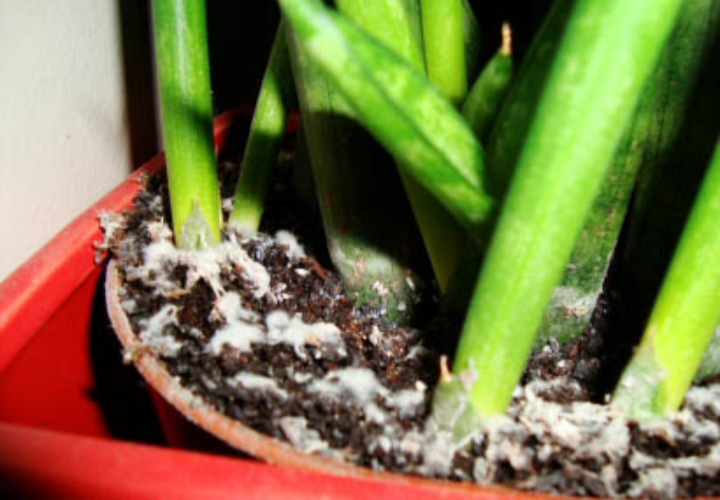 مقابله با کپک روی خاک گیاه آپارتمانی