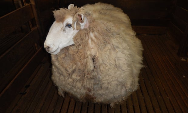 گوسفند فراری با 20 کیلو پشم بالاخره دستگیر شد