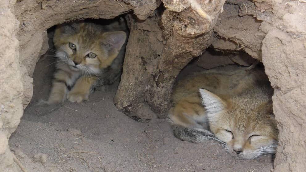 حیات وحش:بچه گربه های شنی