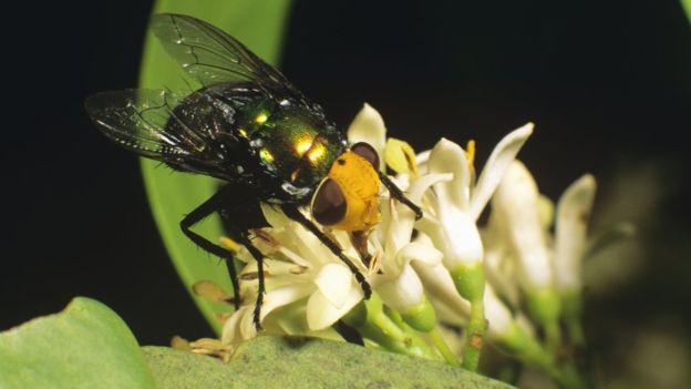 اخبار:دوازده دلیل حکمرانی حشرات