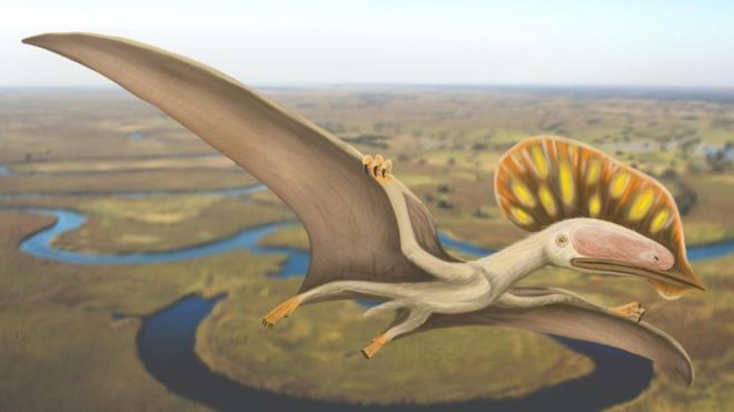 اخبار : کشف اولین نمونه از دایناسور در بریتانیا