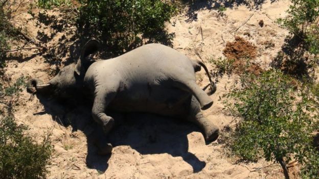 اخبار : مرگ اسرارآمیز صدها فیل در بوتسوانا
