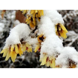 نهال درخت گل یخ (Wintersweet)