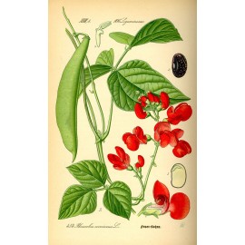 بذر لوبیا اسکارلت قرمز