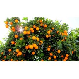 نهال پرتقال تابستانه لبنانی