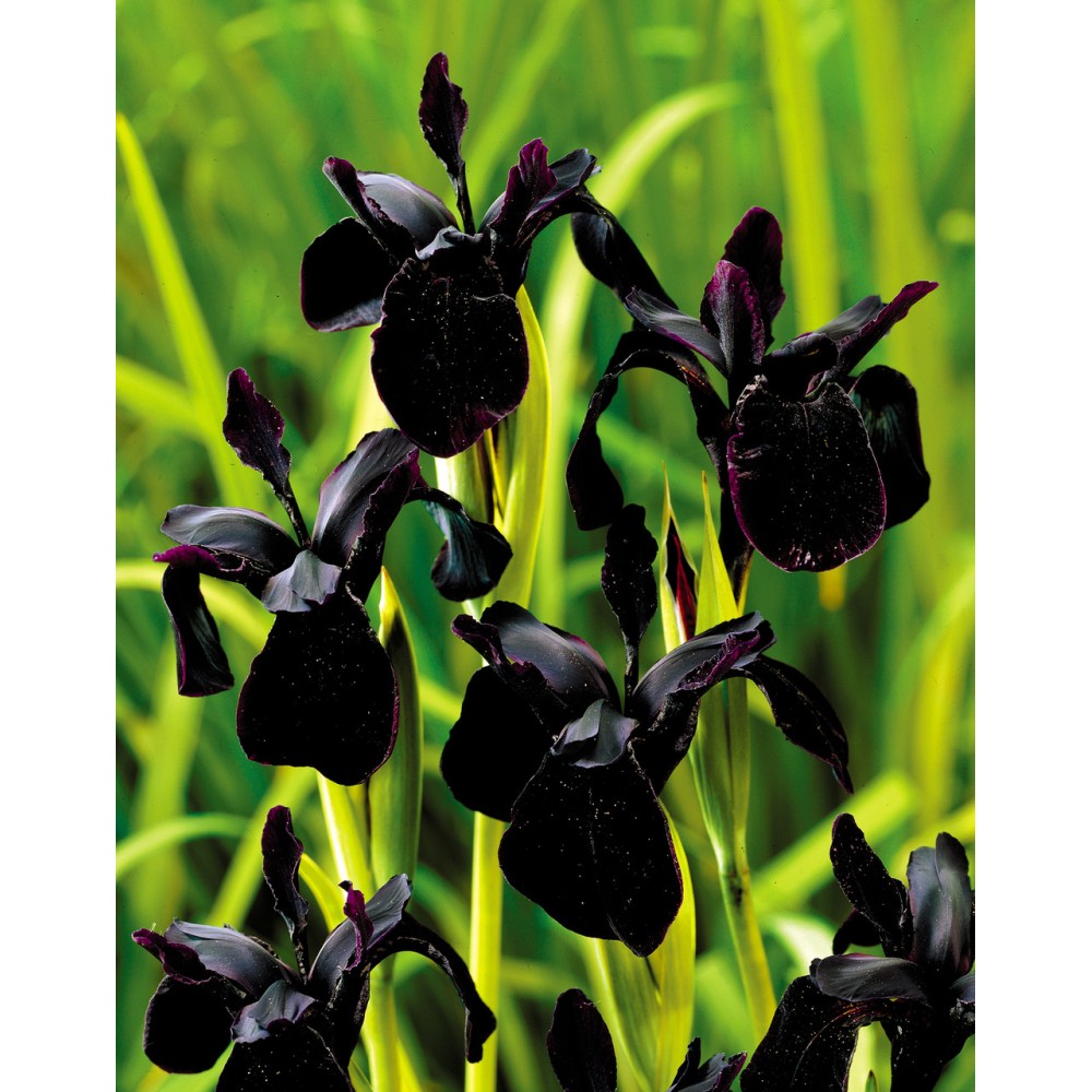 بوته گل زنبق سیاه نایاب