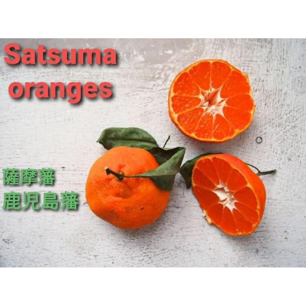 نهال نارنگی ساتسوما ژاپنی