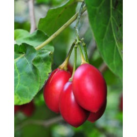نهال گوجه درختی یا تاماریلو