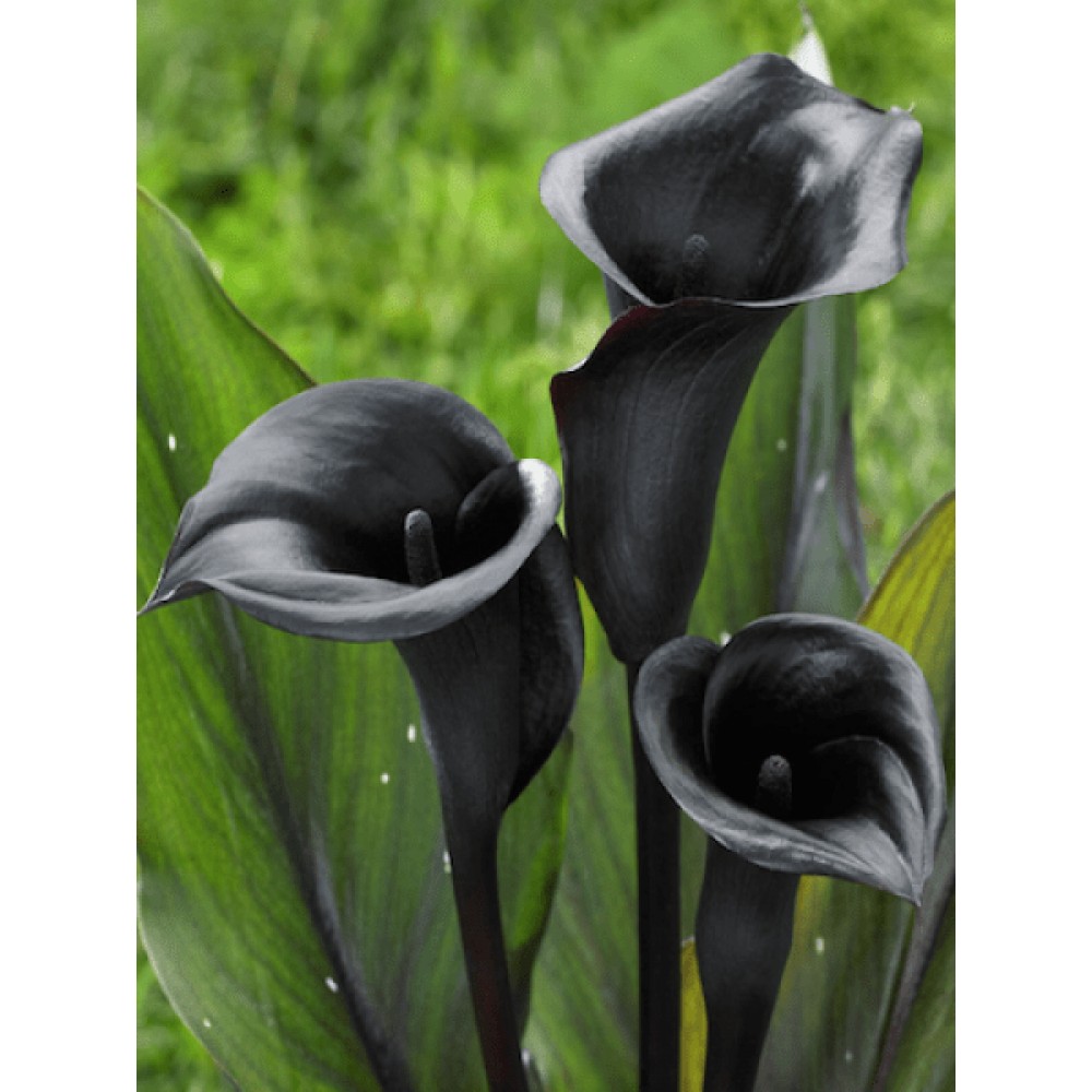 بوته گل شیپوری سیاه هلندی