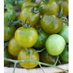 بذر گوجه سبز داکتر گریین