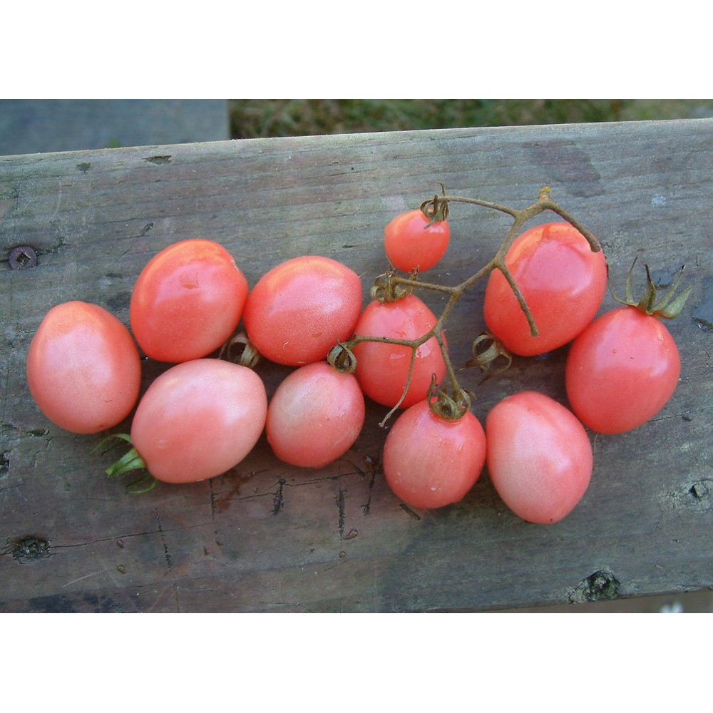 بذر گوجه صورتی تخم مرغی شرقی