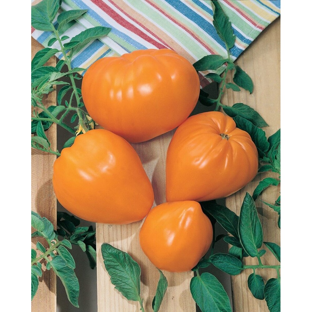 بذر گوجه قلبی نارنجی یا توت فرنگی نارنجی