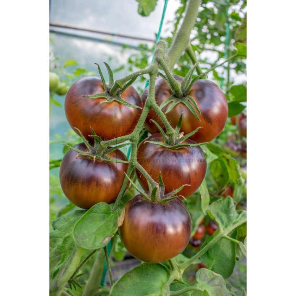 بذر گوجه شکلاتی شاه بلوط