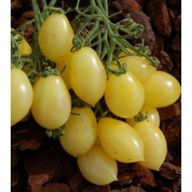 بذر گوجه بری زرد - BARRY'S CRAZY CHERRY TOMATO