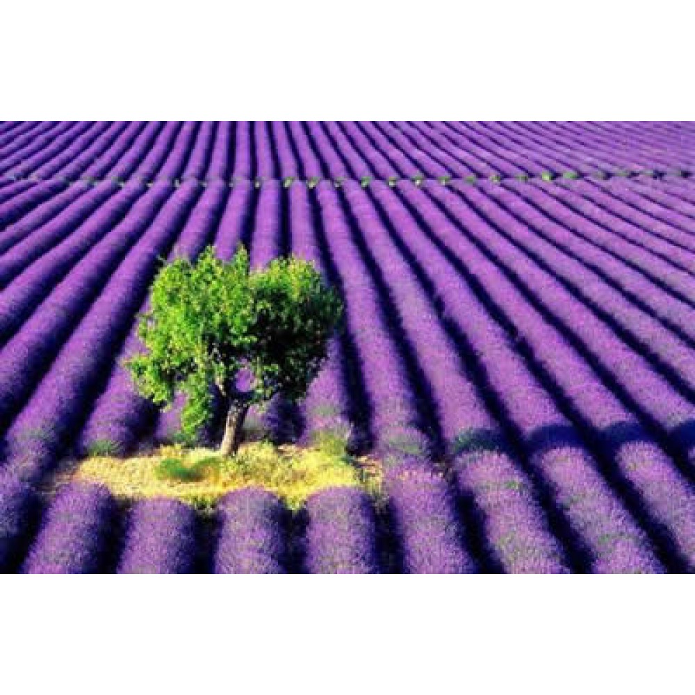 بذر اسطوخدوس فرانسوی ( French lavender )
