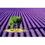 بذر اسطوخدوس فرانسوی ( French lavender )