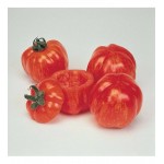 بذر گوجه دلمه ای (Tomato Striped Stuffer)