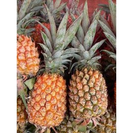 نهال آناناس (Pineapples)