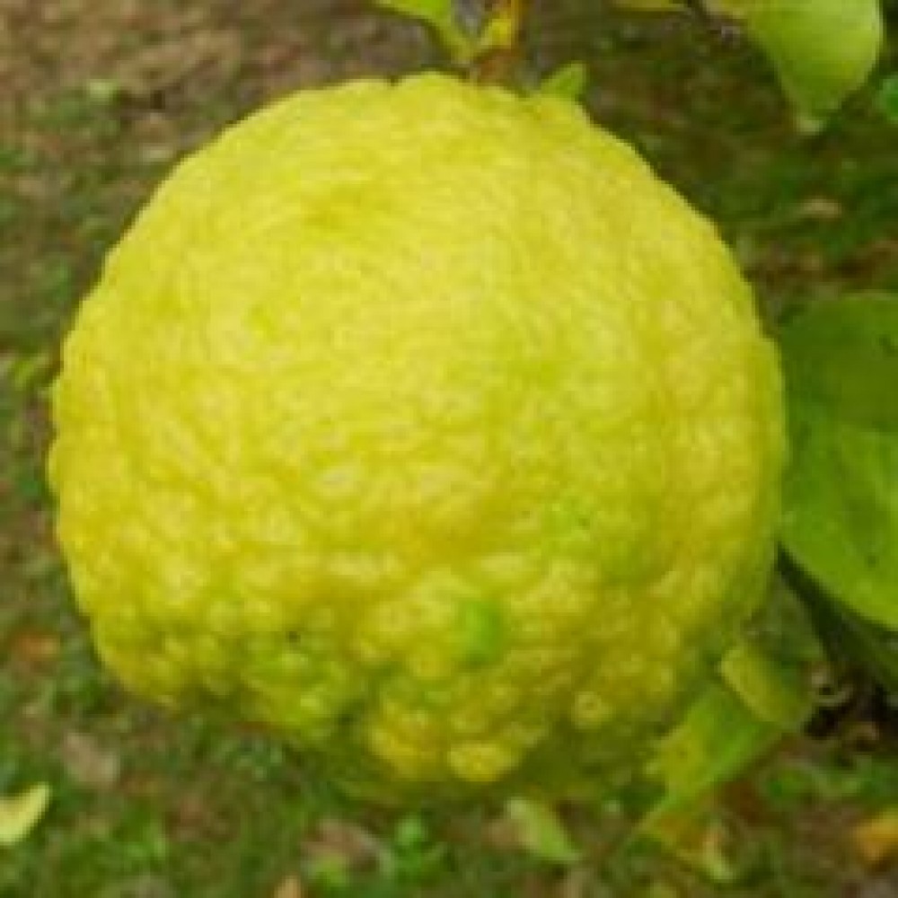 نهال راف لمون (Rough lemon)
