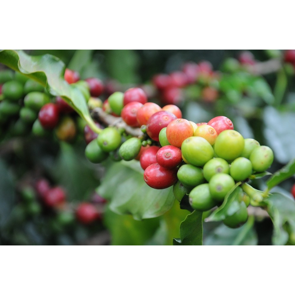 بذر قهوه چاریریانا (Coffea charrieriana)