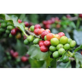 بذر قهوه چاریریانا (Coffea charrieriana)