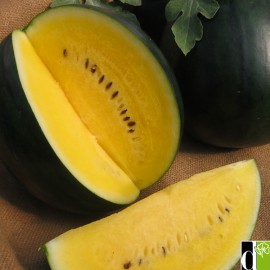 بذر هندوانه زرد روسی (Golden Russian melon)