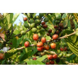 بذر قهوه لیبریا