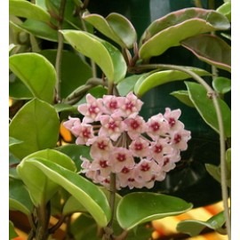 بوته گل هویا کارنوزا (wax plant)