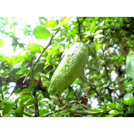 نهال لیمو انگشتی سبز استرالیایی