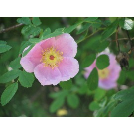 نهال رز شمالی کمیاب (Prickly wild rose)