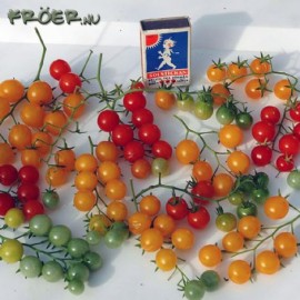 بذر گوجه کشمشی (Currant Tomatoes)