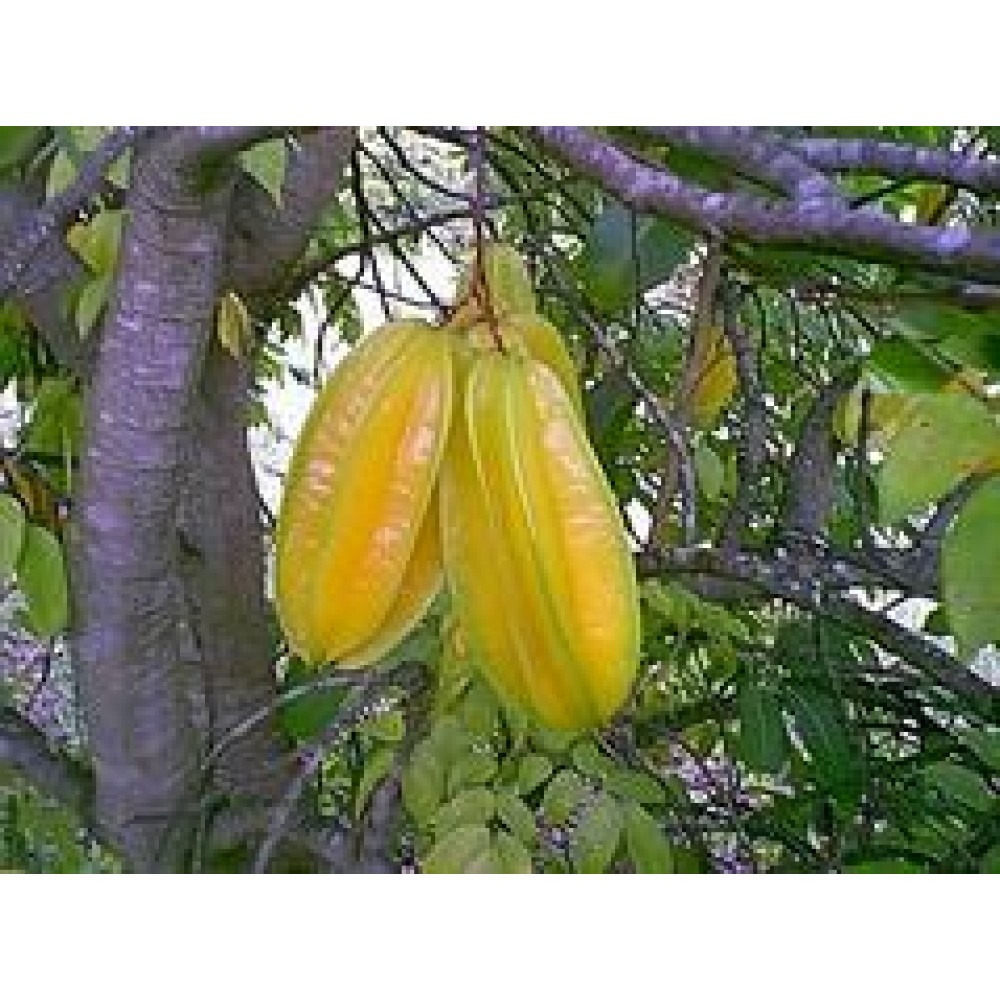 نهال کارامبولا یا میوه ستاره ای  -  CARAMBOLA