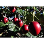 نهال گوجه درختی یا تاماریلو