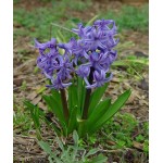 سنبل (Hyacinth)
