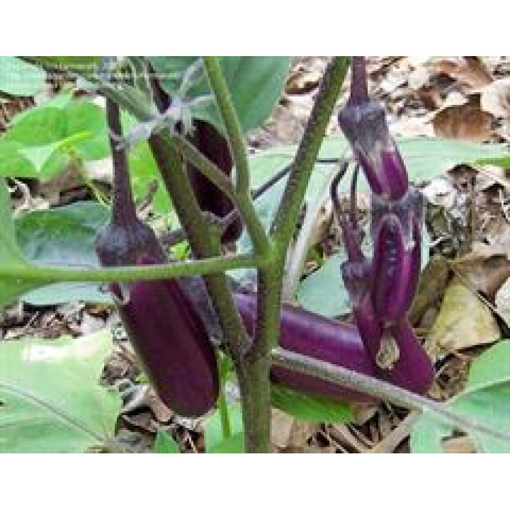 بذر بادمجان (Eggplant)