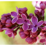 بوته یاس خوشه ای (Common lilac)