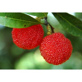 نهال توت فرنگی درختی (یانگ می چینی)