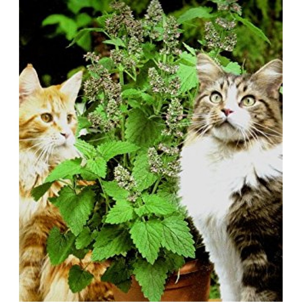 А мы пахнем кошачьей мятой и листвой. Котовник кошачий. Кот и Кошачья мята. Кошка мята. Котовник и коты.