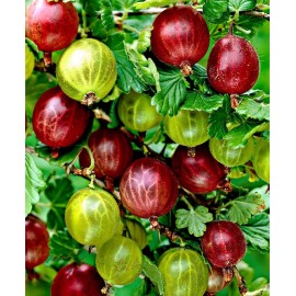 نهال گوسیبری قرمز یا انگور فرنگی سیبری