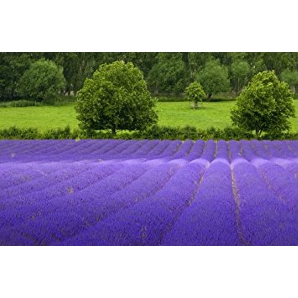 بذر اسطوخودوس انگلیسی ( English lavender )