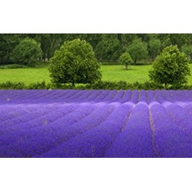 بذر اسطوخودوس انگلیسی ( English lavender )