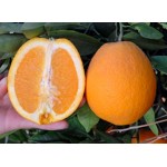 نهال پرتقال مارس