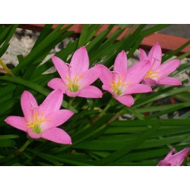 بوته زفیرانتس گرندیفلورا (rosepink zephyr lily)