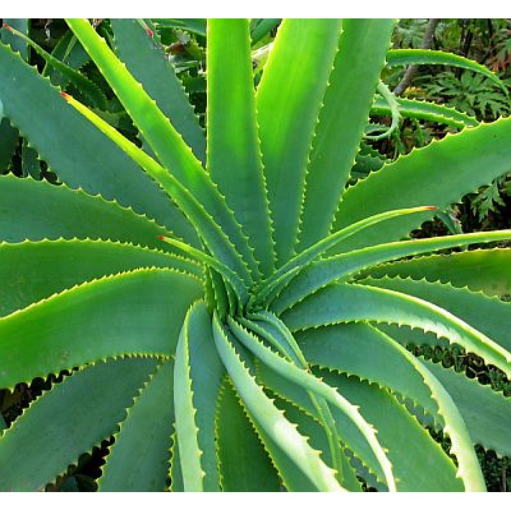 بوته آلوورا (Aloe vera)